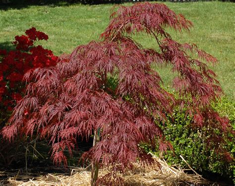 japanese maple tree varieties small